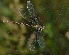 蜻蜓,昆蟲,web