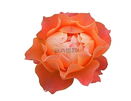 性質(zhì),玫瑰,特寫(xiě)三文魚(yú)
