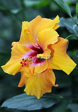 芙蓉花,花,性质