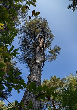 樹,性質(zhì),木
