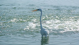 水,自然,海