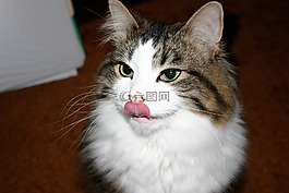 猫,舌头,宠物