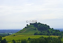葡萄園,希爾,葡萄種植