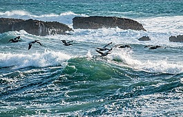 鳥(niǎo),水,海洋