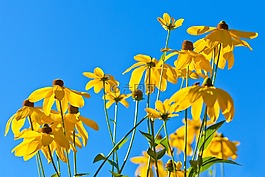 開(kāi)花,藍(lán)色,光明