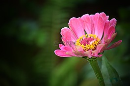 花卉,粉色,鮮花