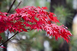 秋天的樹葉,秋季,紅色