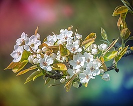 花,廠,性質(zhì)