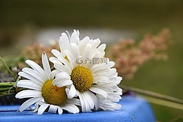 黛西,花卉,白