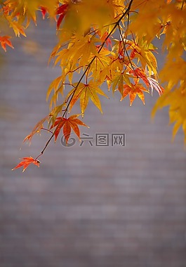 秋天的樹葉,秋季,紅色