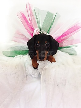 臘腸犬,小狗,狗