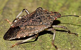 半翅目,昆蟲,bug