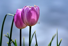 郁金香,粉紅色,鮮花