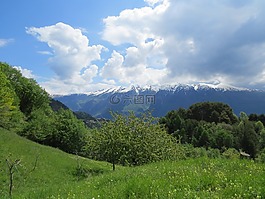 性質(zhì),景觀,樹