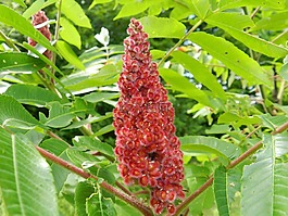醋,樹,花的