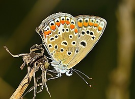 昆蟲(chóng),蝴蝶,蛾
