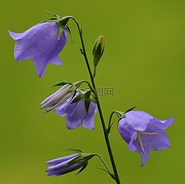 鮮花,鐘聲,紫