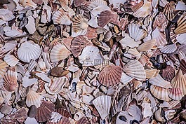 貽貝,海灘,海岸