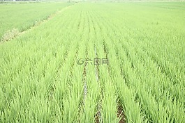 稻田,綠色,農田