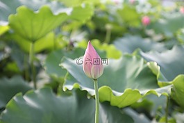 蓮花,芽,開花