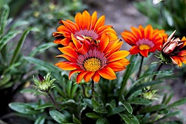性質(zhì),植物,花