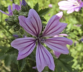 花,性質(zhì),植物