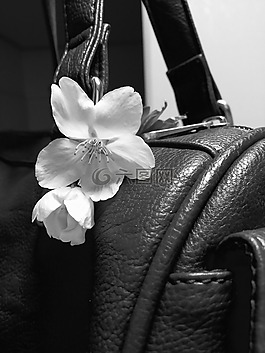 錢包,花卉,櫻花