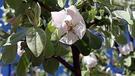 花,木瓜,春