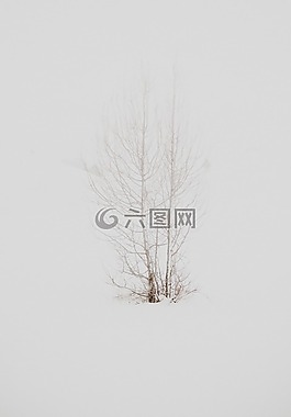 樹,枝杈,植物
