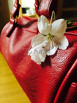 錢包,白花,紅色