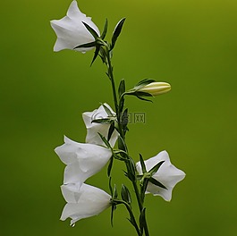 鮮花,鐘聲,白