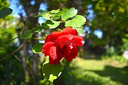 玫瑰,花的,植物