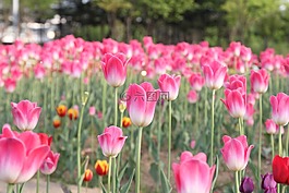 郁金香,粉紅色,花
