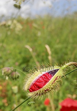 罌粟,性質(zhì),植物