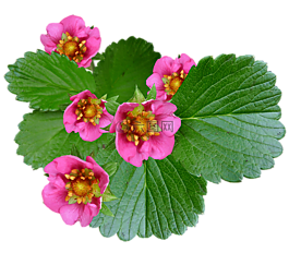 鮮花,粉紅色,草莓