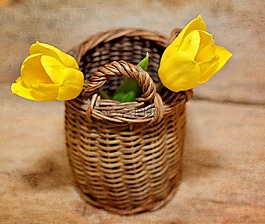 郁金香,鮮花,黃色