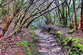 景觀,叢林,特內(nèi)里費