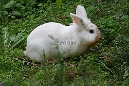 兔,兔子,動物