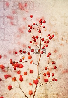 漿果紅,紅色,性質(zhì)