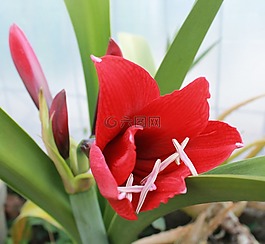 百合,紅色,開花