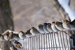 鳥,坐,麻雀