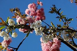 春天,鮮花,樹