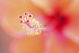 花,自然,夏天