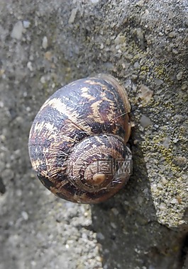 蝸牛,性質(zhì),森林