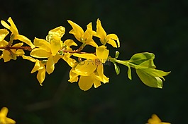 春天,鮮花,黃色