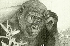 繪圖,大猩猩,看看