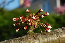 春天,芽,樹