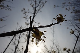 光,櫻花盛開,生活