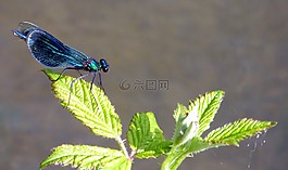蜻蜓,蓑羽,昆虫