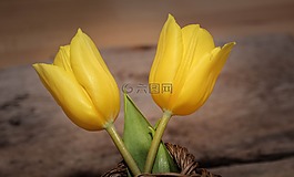 郁金香,鮮花,schnittblume